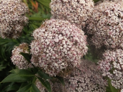 Anisotome latifolia