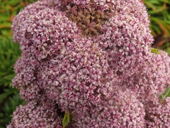Anisotome latifolia