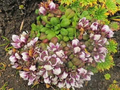 Gentianella cerina