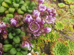 Gentianella cerina