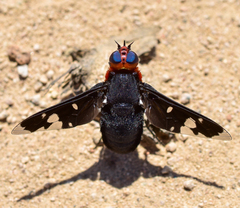 Hyperalonia chilensis