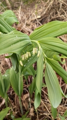 Polygonatum × hybridum