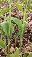Polygonatum × hybridum