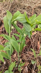 Polygonatum × hybridum