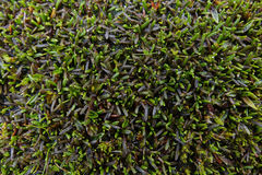 Abrotanella caespitosa