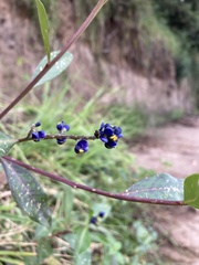 Monnina phillyreoides