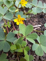 Oxalis californica