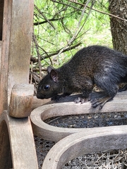 Sciurus carolinensis