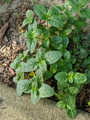 Magnoliopsida
