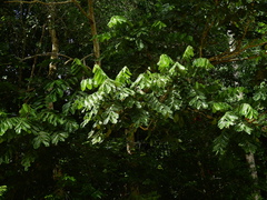 Tachigali amplifolia