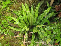 Blechnum durum
