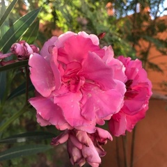 Nerium oleander
