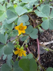 Oxalis californica