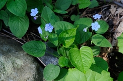 Omphalodes verna