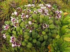 Gentianella cerina