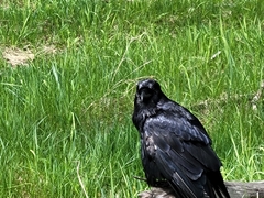 Corvus corax