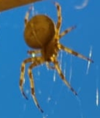 Araneus diadematus