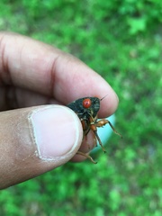 Magicicada septendecula