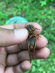 Magicicada septendecula