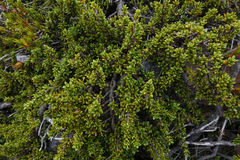 Coprosma fowerakeri