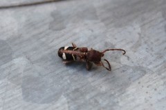 Psenocerus supernotatus