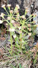 Petasites frigidus palmatus