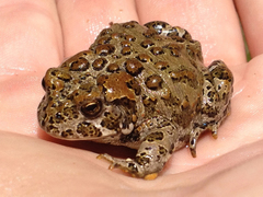 Anaxyrus canorus