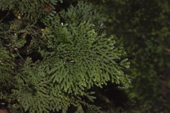 Hymenophyllum flexuosum