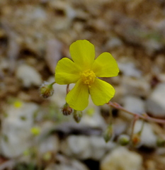 Helianthemum oelandicum