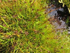 Juncus antarcticus