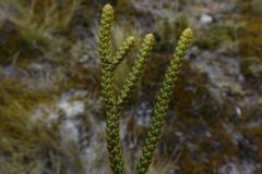 Veronica lycopodioides