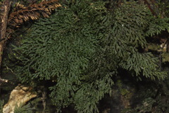 Hymenophyllum flexuosum