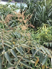Rhus chinensis