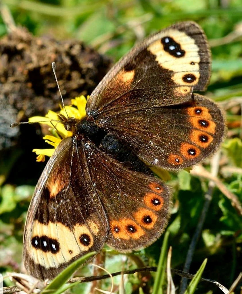 Spring Ringlet