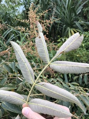 Rhus chinensis