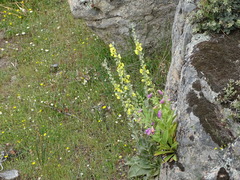 Verbascum rotundifolium