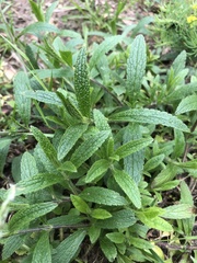 Stachys recta