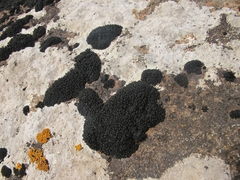 Muelleriella