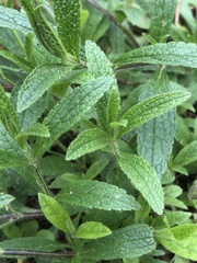 Stachys recta