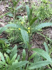 Stachys recta