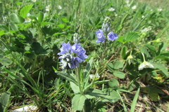 Veronica teucrium