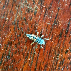 Harmonia axyridis
