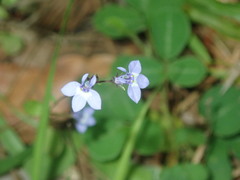 Lobelia feayana