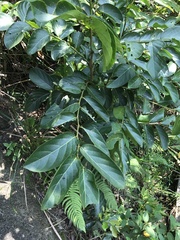 Glochidion zeylanicum