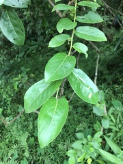 Glochidion zeylanicum