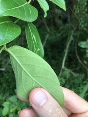 Glochidion zeylanicum