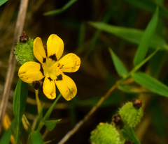 Sisyrinchium graminifolium