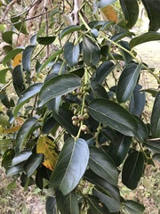 Glochidion zeylanicum