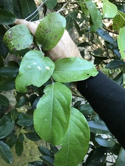 Glochidion zeylanicum