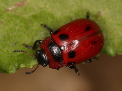 Gonioctena viminalis